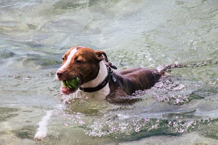 Tel Aviv Israel October 05, 2019 View of unknowns dog having fun on the beach of Tel Aviv in the afternoonの写真素材