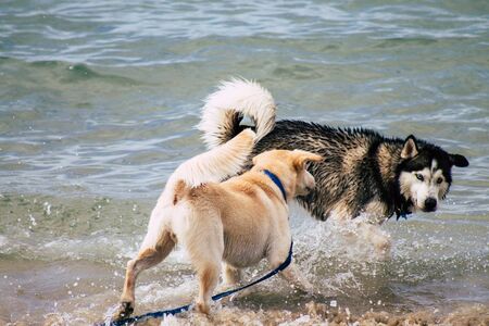 Tel Aviv Israel October 05, 2019 View of unknowns dog having fun on the beach of Tel Aviv in the...