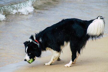 Tel Aviv Israel October 05, 2019 View of unknowns dog having fun on the beach of Tel Aviv in the afternoonの写真素材