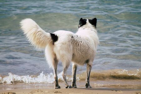 Tel Aviv Israel October 05, 2019 View of unknowns dog having fun on the beach of Tel Aviv in the...