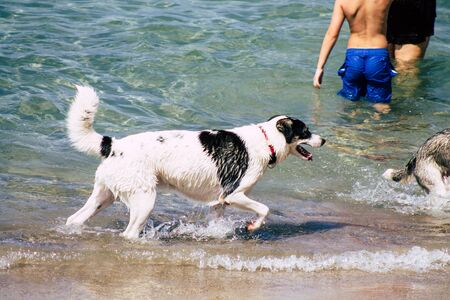 Tel Aviv Israel October 05, 2019 View of unknowns dog having fun on the beach of Tel Aviv in the...