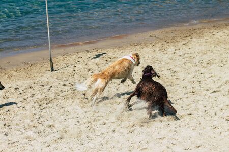 Tel Aviv Israel October 05, 2019 View of unknowns dog having fun on the beach of Tel Aviv in the afternoonの写真素材