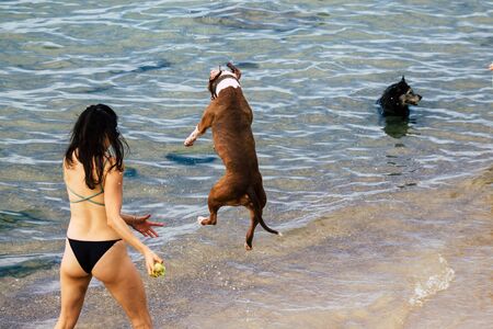Tel Aviv Israel October 05, 2019 View of unknowns dog having fun on the beach of Tel Aviv in the afternoonの写真素材
