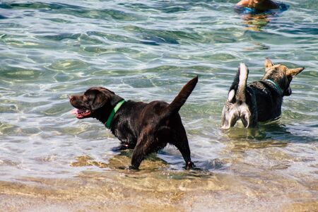 Tel Aviv Israel October 05, 2019 View of unknowns dog having fun on the beach of Tel Aviv in the afternoonの写真素材