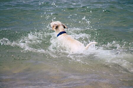 Tel Aviv Israel October 05, 2019 View of unknowns dog having fun on the beach of Tel Aviv in the...