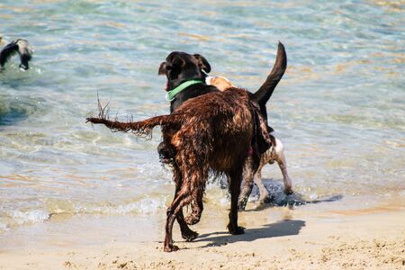 Tel Aviv Israel October 05, 2019 View of unknowns dog having fun on the beach of Tel Aviv in the afternoonの写真素材