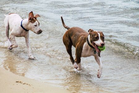 Tel Aviv Israel October 05, 2019 View of unknowns dog having fun on the beach of Tel Aviv in the...