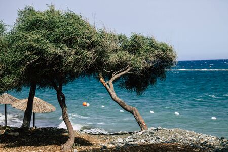 Limassol Cyprus June 10, 2020 View of tree growing in front of the sea on Limassol beach in Cyprusの写真素材