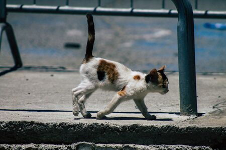 Limassol Cyprus June 11, 2020 View of domestic cat living in the streets of Limassol in Cyprus islandの写真素材