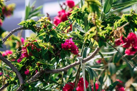Limassol Cyprus June 10, 2020 Closeup of colorful flowers growing in a public garden in Cyprusの写真素材