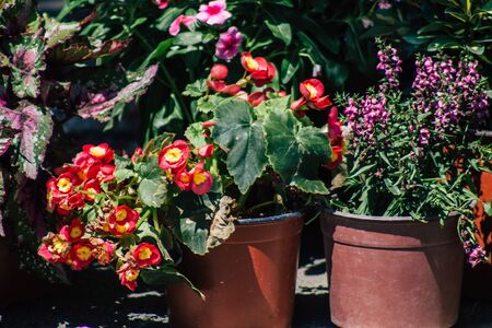 Limassol Cyprus June 13, 2020 Closeup of colorful flowers sold at Limassol market in Cyprus islandの写真素材