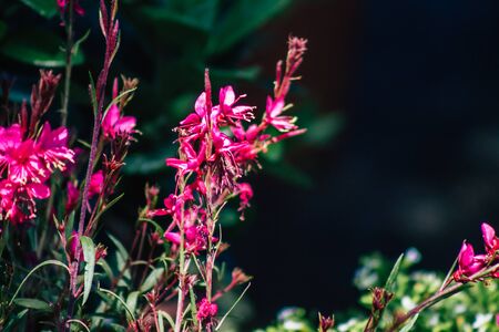 Limassol Cyprus June 13, 2020 Closeup of colorful flowers sold at Limassol market in Cyprus islandの写真素材