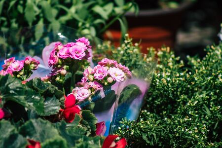 Limassol Cyprus June 13, 2020 Closeup of colorful flowers sold at Limassol market in Cyprus islandの写真素材