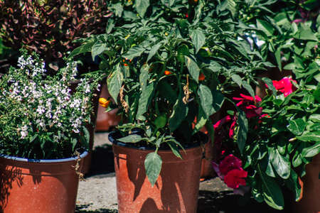 Limassol Cyprus June 13, 2020 Closeup of colorful flowers sold at Limassol market in Cyprus islandのeditorial素材
