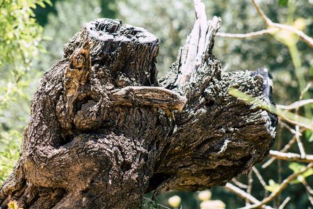 Jerusalem Israel June 21, 2019 View of the landscape and nature at Rephaim Stream park in the white valley near Jerusalem in the afternoonの写真素材