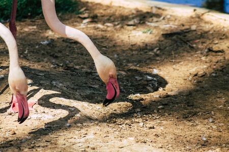 View of pink flamingo, a large bird that are identifiable by their long necks, sticklike legs and pink or reddish feathersの写真素材