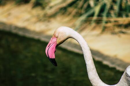 View of pink flamingo, a large bird that are identifiable by their long necks, sticklike legs and pink or reddish feathersの写真素材