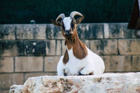 View of domestic goat, a subspecies of C. aegagrus domesticated from the wild goat of Southwest Asia and Eastern Europe. The goat is a member of the animal family Bovidae and the subfamily Caprinaeの写真素材