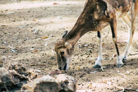 View of fallow deer, a ruminant mammal belonging to the family Cervidae. This common species is native to Europeの写真素材