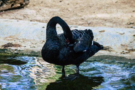 View of a Swan, a bird of the family Anatidae within the genus Cygnus. Swans are grouped with the closely related geese in the subfamily Anserinae where they form the tribe Cygniniの写真素材