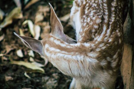 View of fallow deer, a ruminant mammal belonging to the family Cervidae. This common species is native to Europeの写真素材