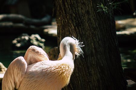 View of a great white pelican also known as the eastern white pelican, a bird in the pelican family. It breeds from southeastern Europe through Asia and Africa, in swamps and shallow lakesの写真素材