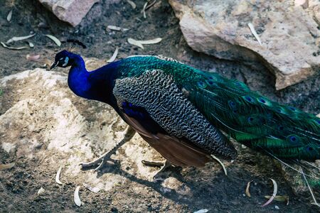View of Indian peafowl, blue peafowl, is a peafowl species native to the Indian subcontinent. It has been introduced to many other countriesの写真素材
