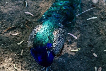 View of Indian peafowl, blue peafowl, is a peafowl species native to the Indian subcontinent. It has...