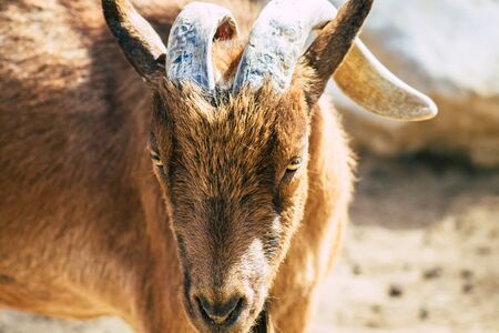 View of domestic goat, a subspecies of C. aegagrus domesticated from the wild goat of Southwest Asia and Eastern Europe. The goat is a member of the animal family Bovidae and the subfamily Caprinaeの写真素材