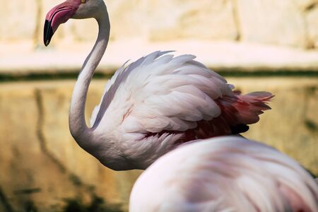 View of pink flamingo, a large bird that are identifiable by their long necks, sticklike legs and pink or reddish feathersの写真素材