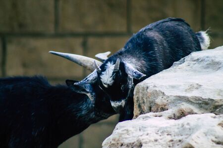 View of domestic goat, a subspecies of C. aegagrus domesticated from the wild goat of Southwest Asia and Eastern Europe. The goat is a member of the animal family Bovidae and the subfamily Caprinaeの写真素材