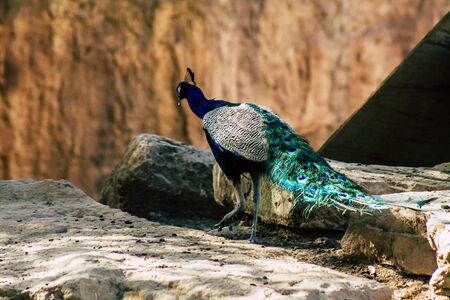 View of Indian peafowl, blue peafowl, is a peafowl species native to the Indian subcontinent. It has been introduced to many other countriesの写真素材
