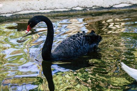 View of a Swan, a bird of the family Anatidae within the genus Cygnus. Swans are grouped with the closely related geese in the subfamily Anserinae where they form the tribe Cygniniの写真素材