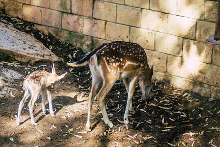 View of fallow deer, a ruminant mammal belonging to the family Cervidae. This common species is native to Europeの写真素材