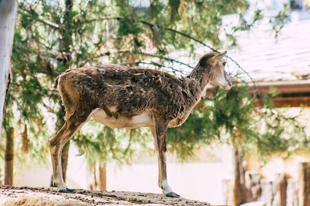 View of fallow deer, a ruminant mammal belonging to the family Cervidae. This common species is native to Europeの写真素材