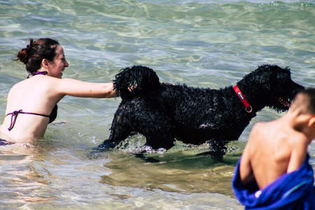 Tel Aviv Israel October 05, 2019 View of unknowns dog having fun on the beach of Tel Aviv in the afternoonのeditorial素材