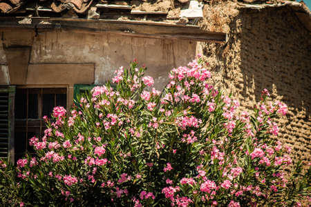 Nicosia Cyprus 04 July 2020 Closeup of colorful flowers growing in the public garden of the city of Nicosia, capital of Cyprusの写真素材