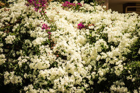 Nicosia Cyprus 04 July 2020 Closeup of colorful flowers growing in the public garden of the city of Nicosia, capital of Cyprusの写真素材