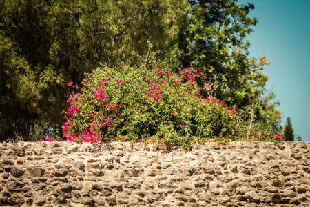 Nicosia Cyprus 04 July 2020 Closeup of colorful flowers growing in the public garden of the city of Nicosia, capital of Cyprusの写真素材