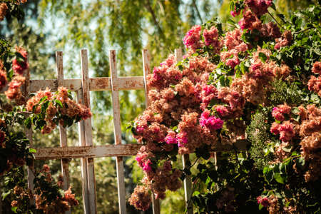 Nicosia Cyprus 04 July 2020 Closeup of colorful flowers growing in the public garden of the city of Nicosia, capital of Cyprusの写真素材