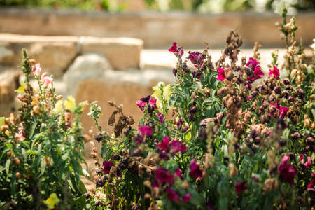 Nicosia Cyprus 04 July 2020 Closeup of colorful flowers growing in the public garden of the city of...