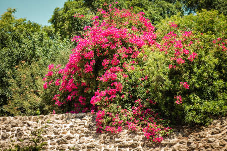 Nicosia Cyprus 04 July 2020 Closeup of colorful flowers growing in the public garden of the city of Nicosia, capital of Cyprusの写真素材