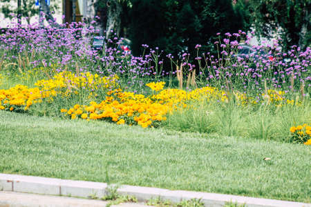 Budapest Hungary july 20, 2020 Closeup of colorful flowers growing in the streets of the city of...