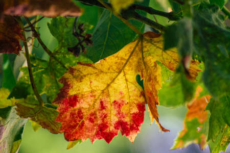 Lisbon Portugal july 31, 2020 View of grape vine leaves growing in the downtown area of Lisbon, the coastal capital city of Portugal and one of the oldest cities in Europeの写真素材