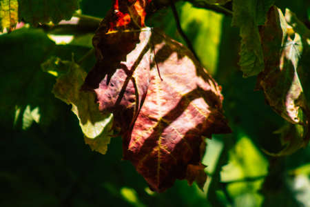 Lisbon Portugal july 31, 2020 View of grape vine leaves growing in the downtown area of Lisbon, the...
