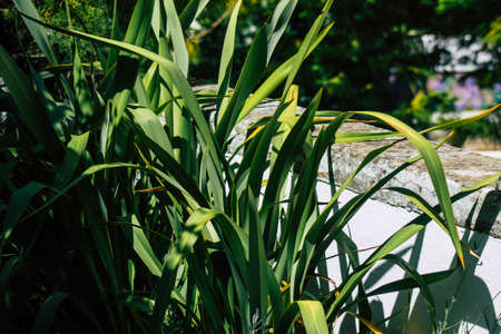 Lisbon Portugal july 31, 2020 View of a public garden located in the downtown area of Lisbon, the coastal capital city of Portugal and one of the oldest cities in Europeのeditorial素材