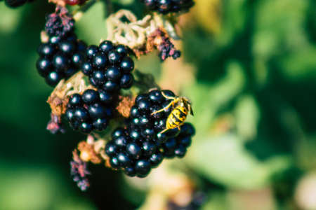 Closeup of wild blackberries growing in the French countryside in summerの写真素材