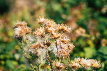 Closeup of wild plants growing in the French countryside in summer
