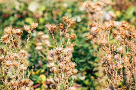 Closeup of wild plants growing in the French countryside in summer