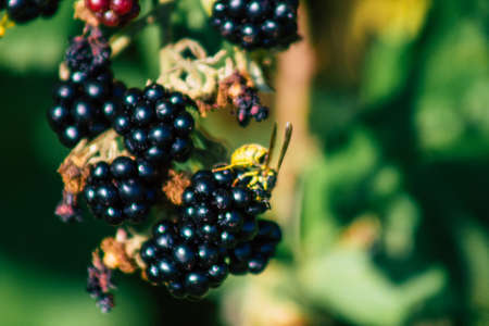 Closeup of wild blackberries growing in the French countryside in summerの写真素材